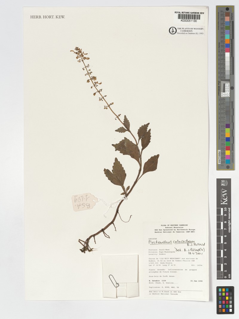 Coleus cataractarum photo 3