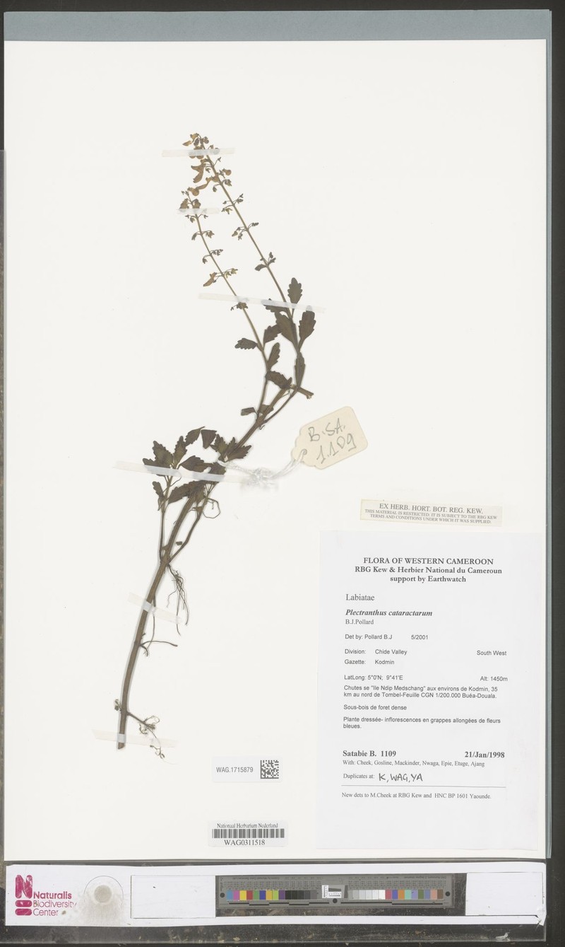 Coleus cataractarum photo 4