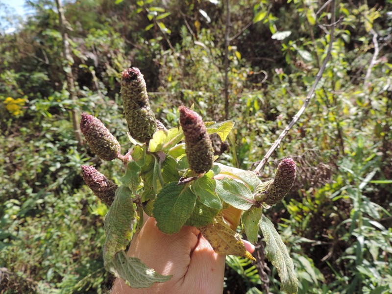 Coleus erici-rosenii