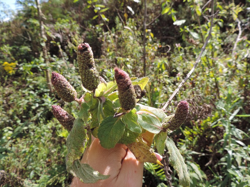 Coleus erici-rosenii photo 2