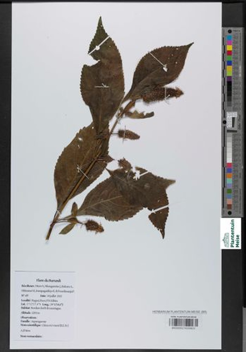 Coleus erici-rosenii photo 3