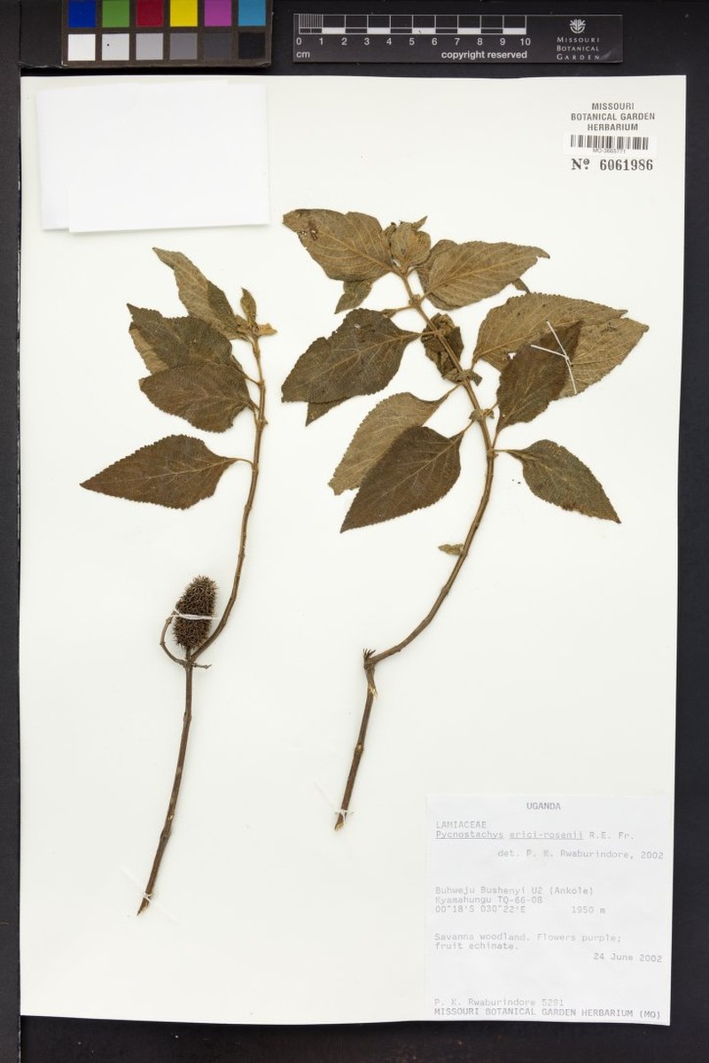 Coleus erici-rosenii photo 4