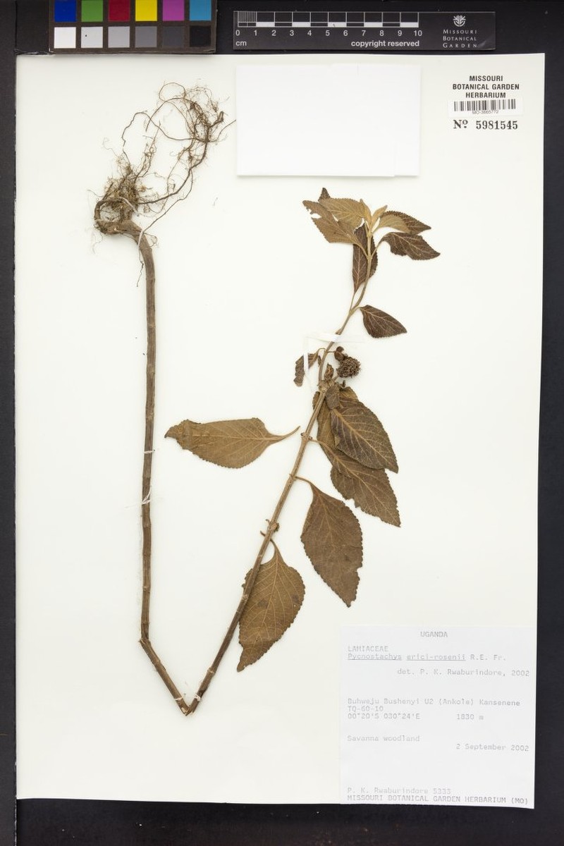 Coleus erici-rosenii photo 5