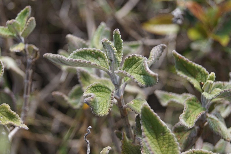 Coleus eungellaensis