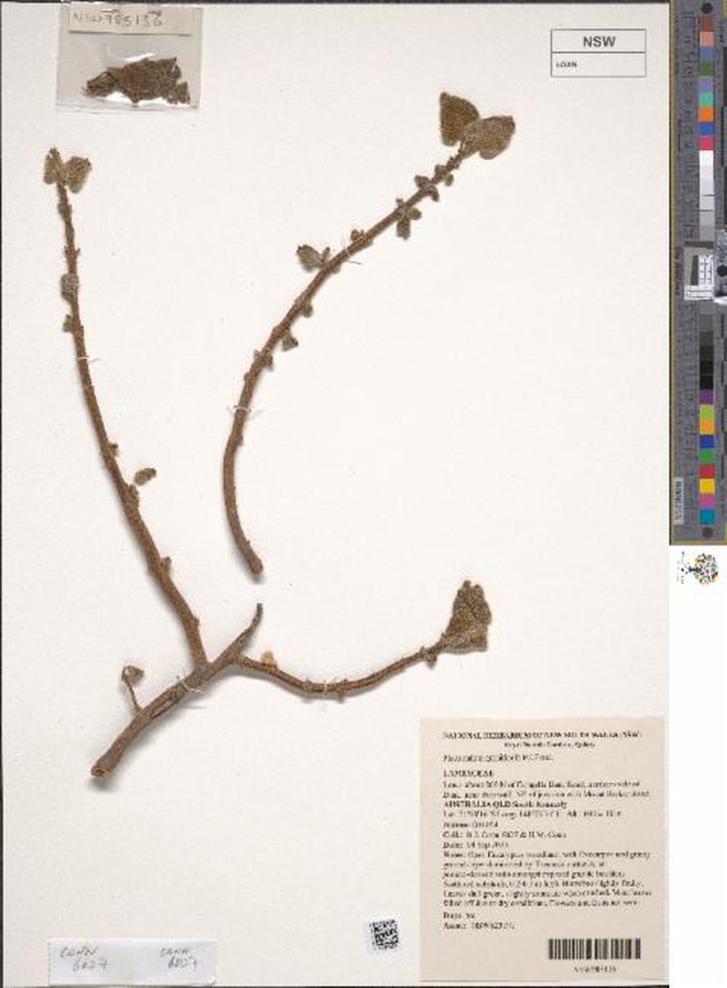 Coleus eungellaensis photo 3