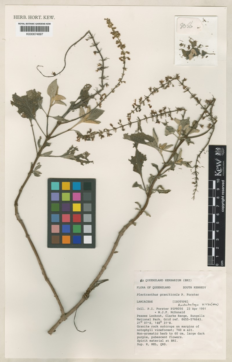 Coleus eungellaensis photo 4