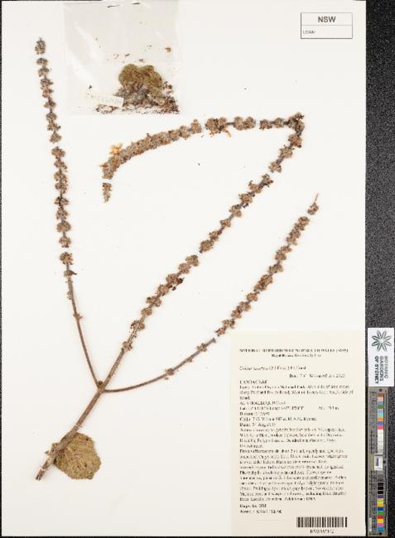 Coleus excelsus