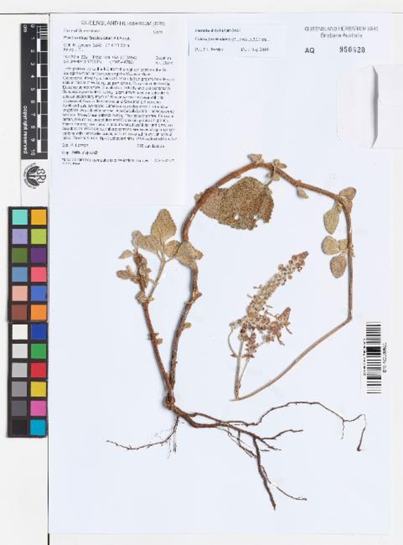 Coleus fasciculatus