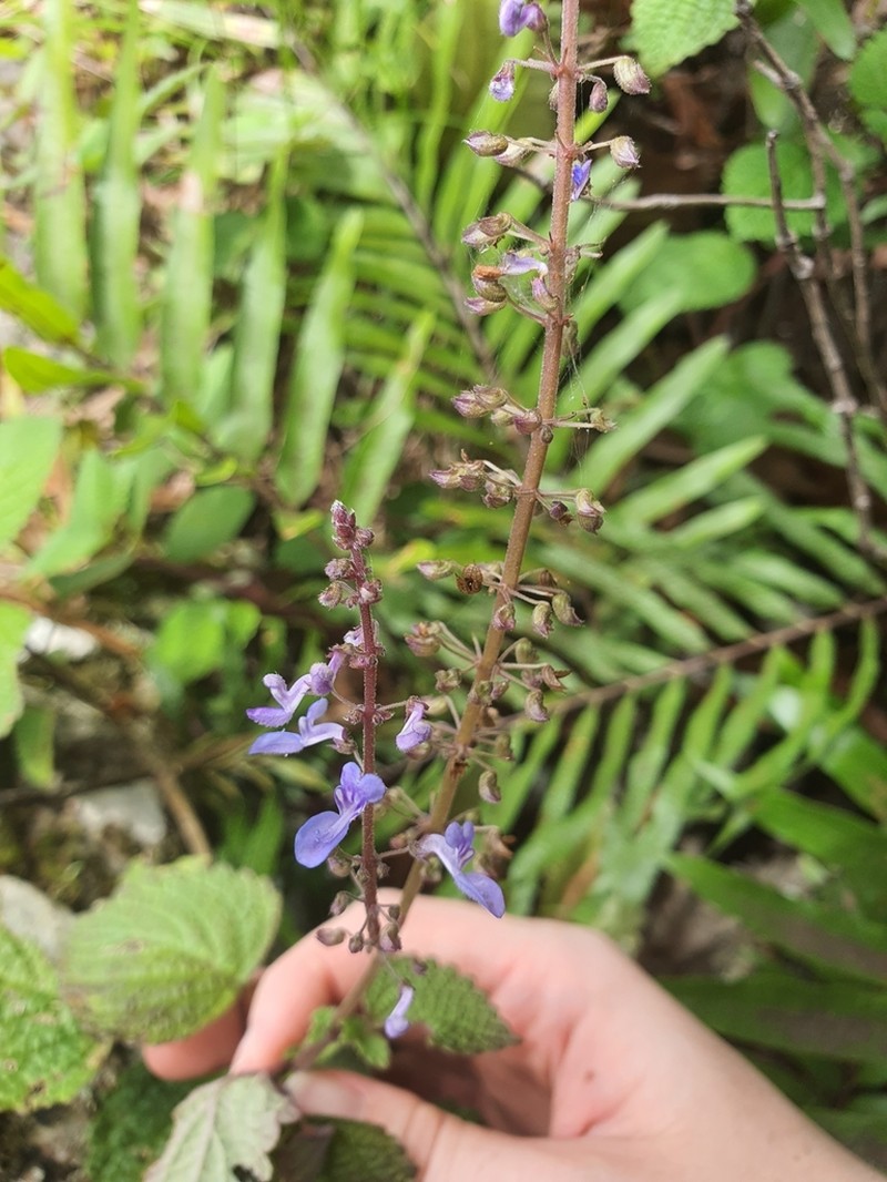 Coleus foetidus
