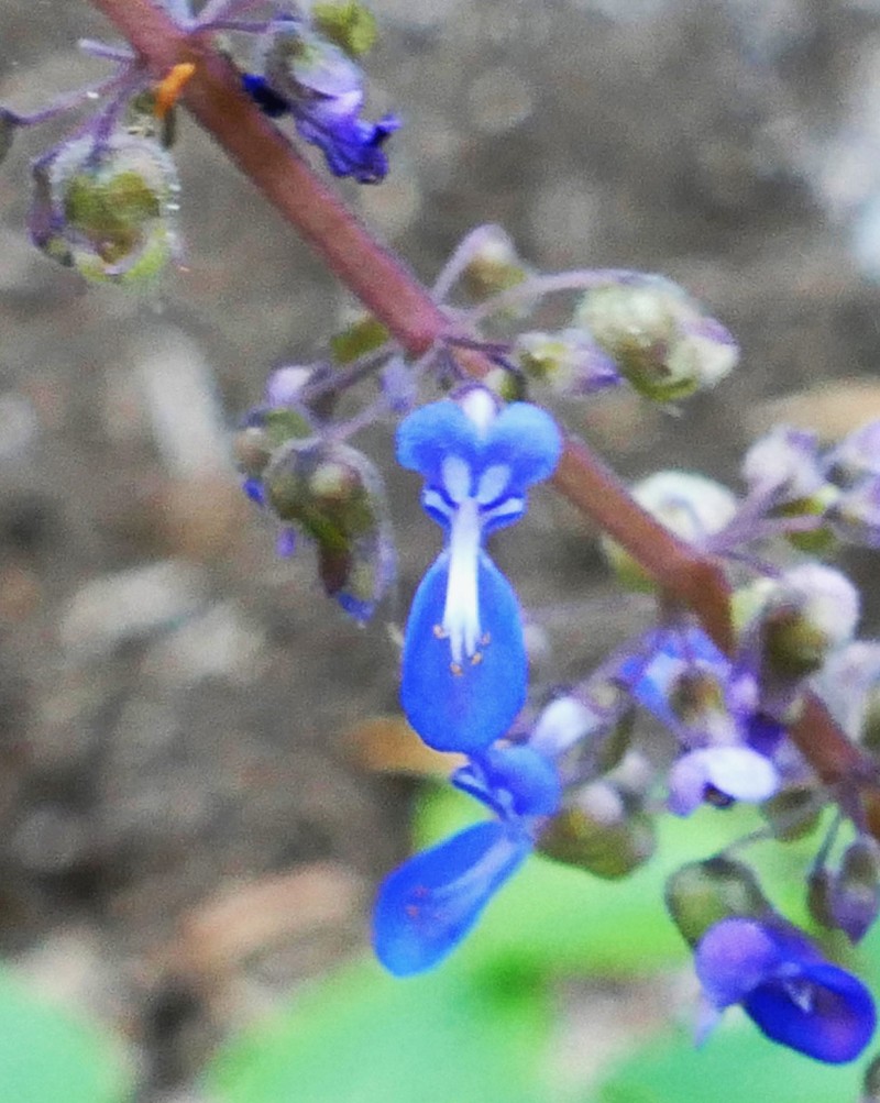 Coleus foetidus photo 2