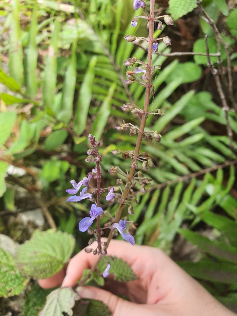 Coleus foetidus photo 3
