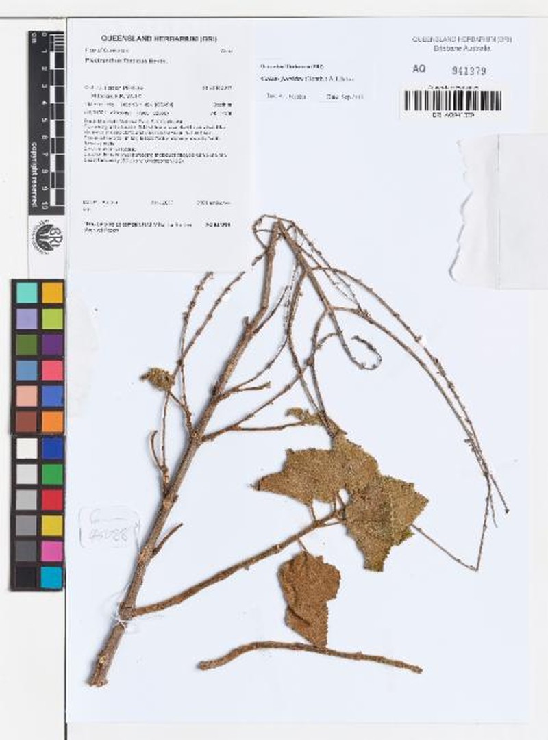 Coleus foetidus photo 4
