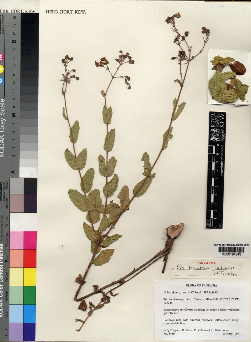 Coleus foliatus