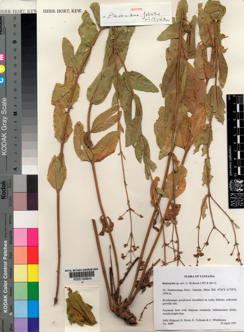 Coleus foliatus photo 2