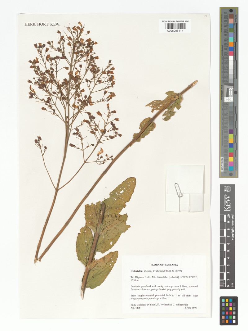 Coleus foliatus photo 3