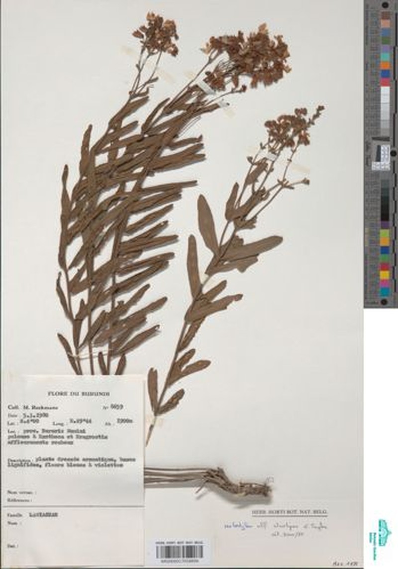 Coleus foliatus photo 4