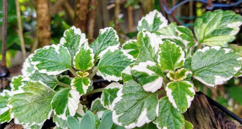Coleus forsteri photo 3