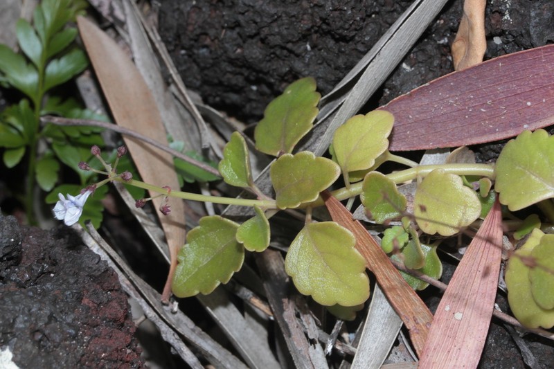 Coleus forsteri photo 4