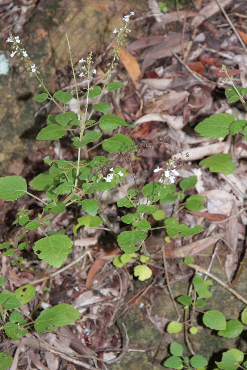 Coleus forsteri photo 5