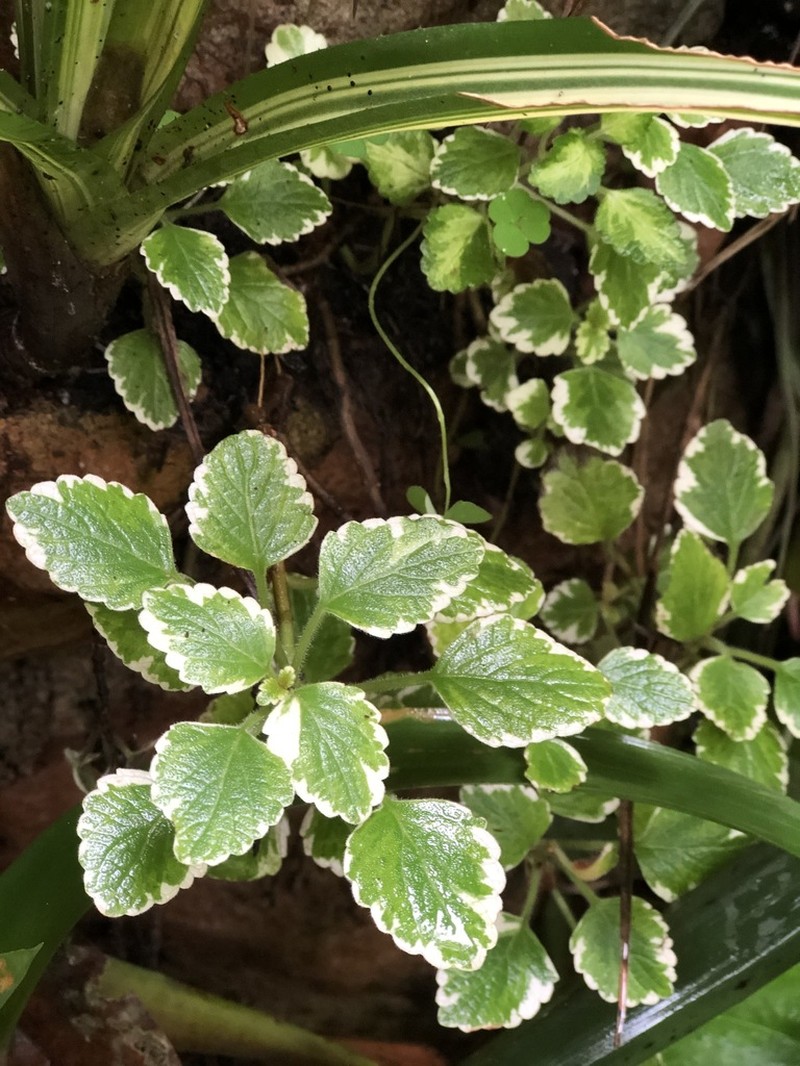 Coleus forsteri photo 6
