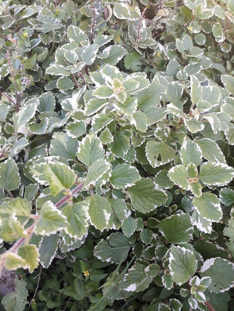 Coleus forsteri photo 7