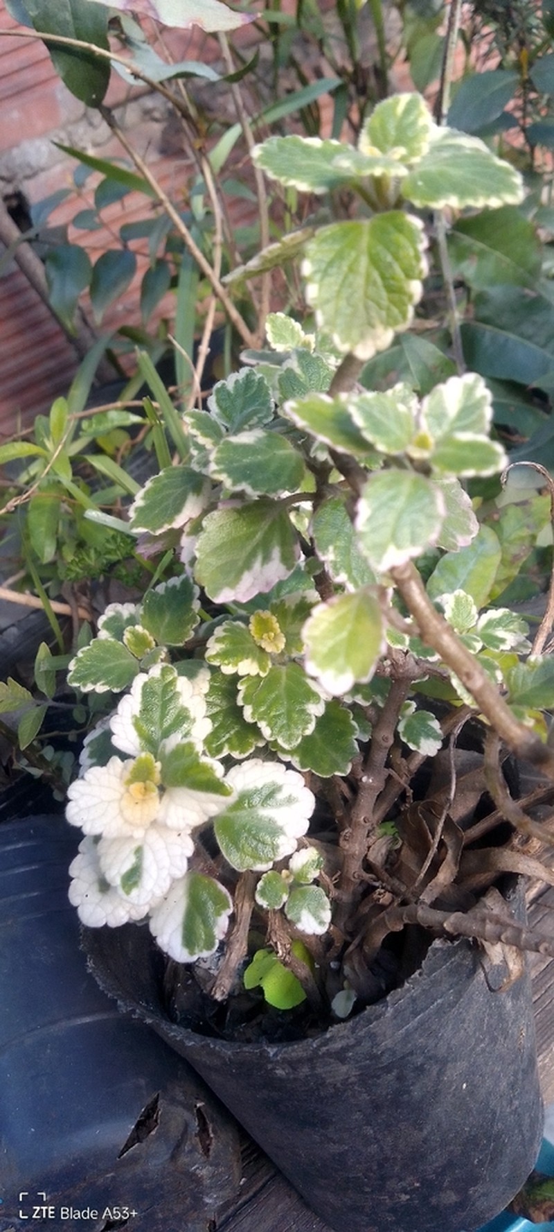 Coleus forsteri photo 8