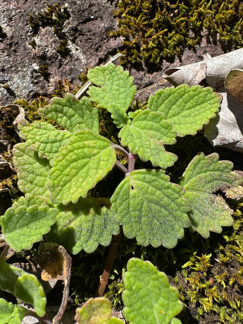 Coleus fragrantissimus