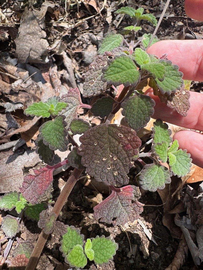 Coleus fragrantissimus photo 2