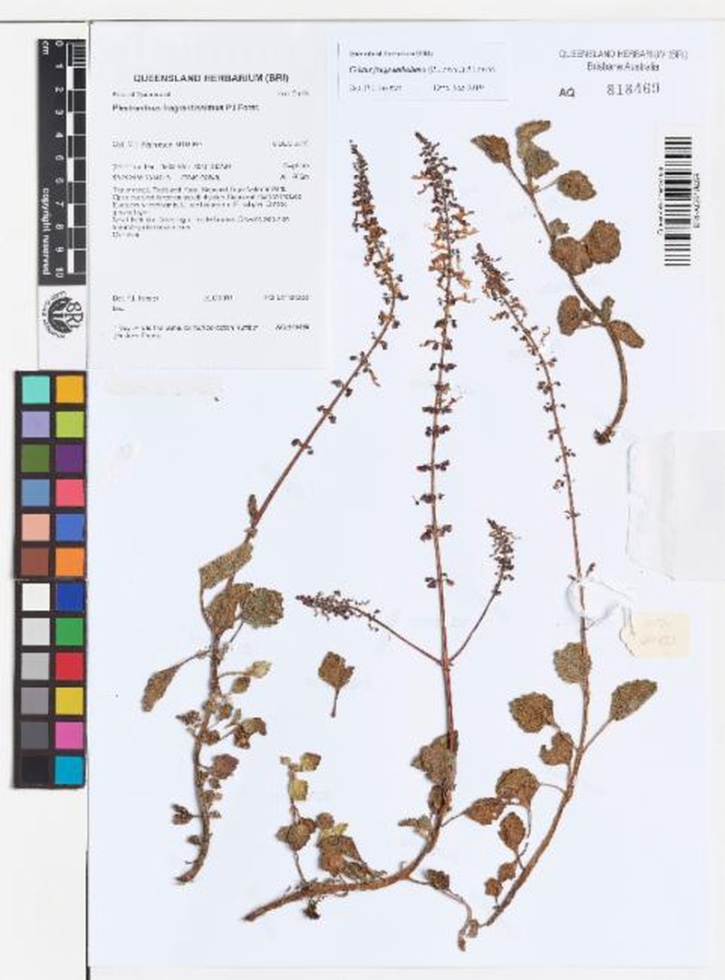 Coleus fragrantissimus photo 3