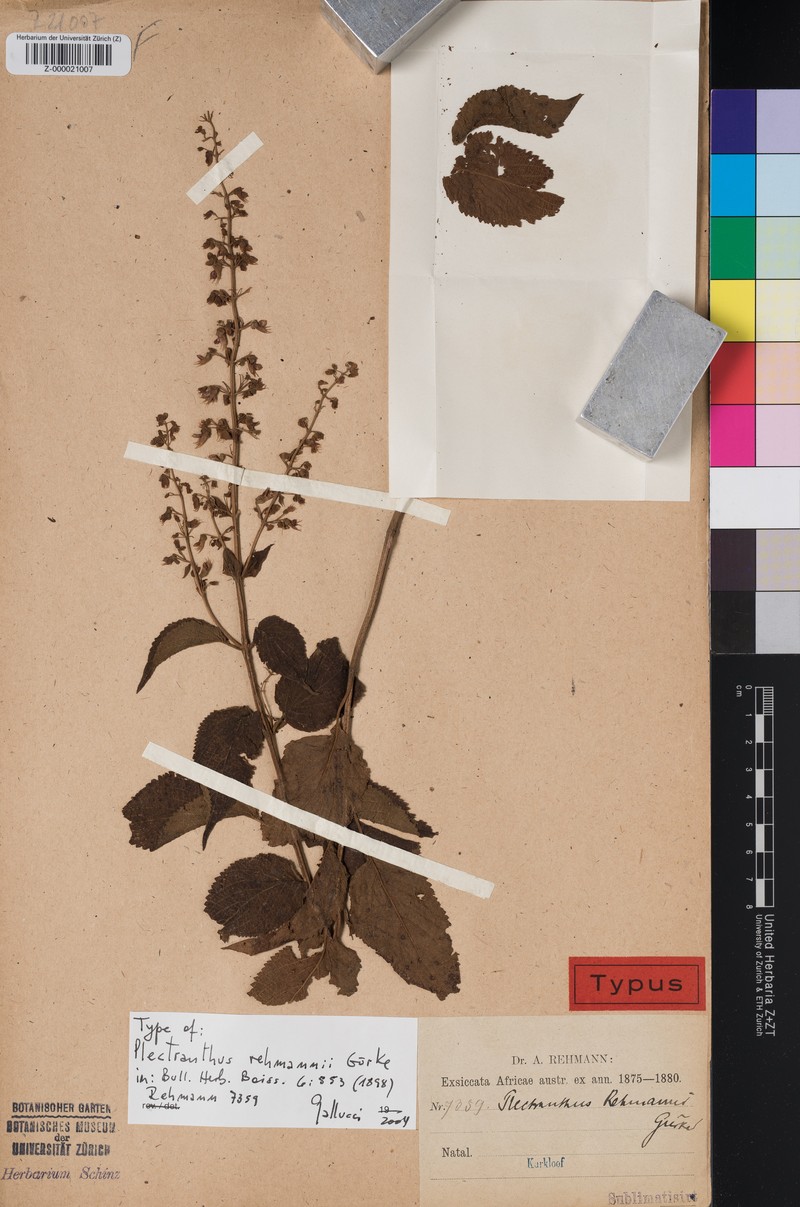 Coleus gibbosus photo 4