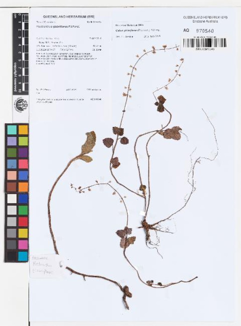 Coleus glabriflorus