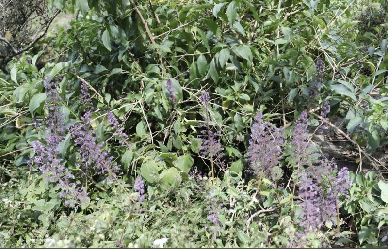 Coleus hakgalensis