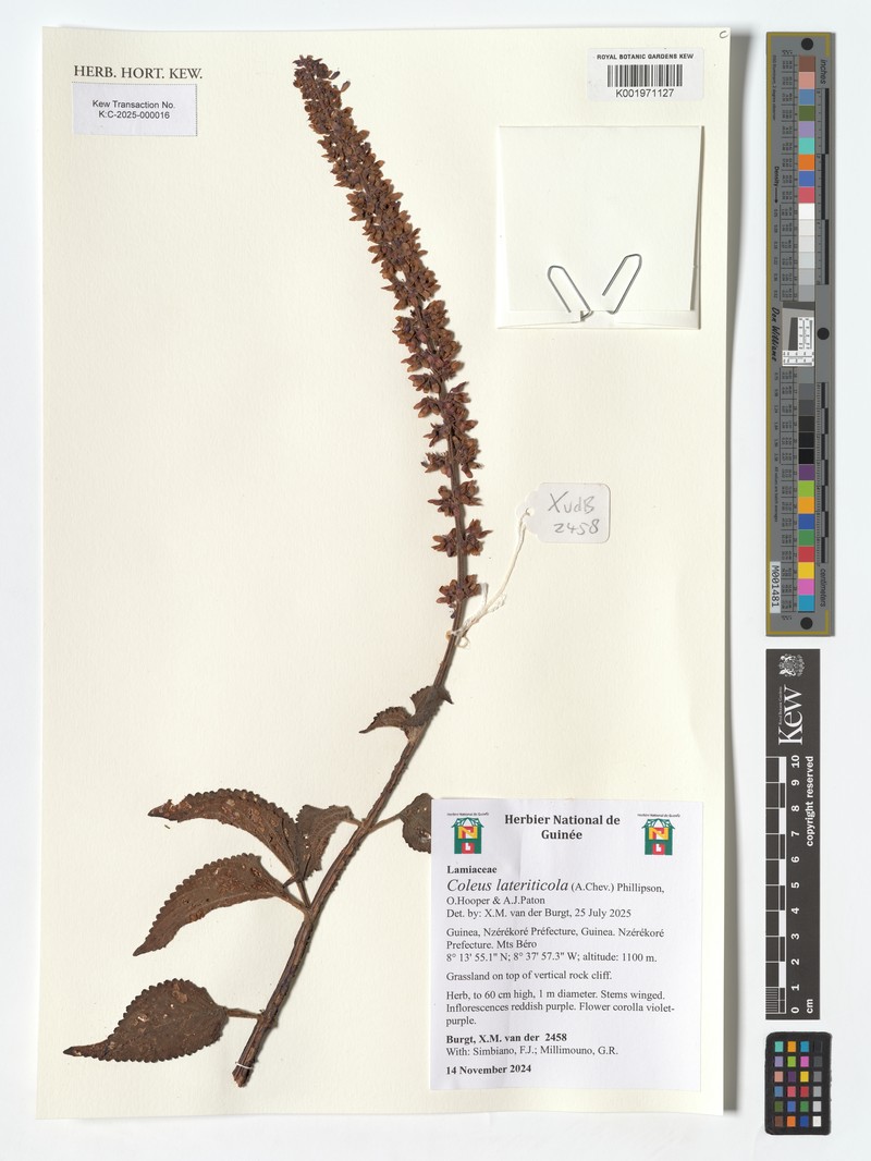 Coleus lateriticola