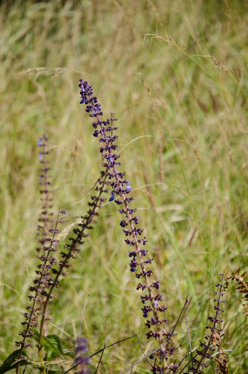 Coleus lateriticola photo 2