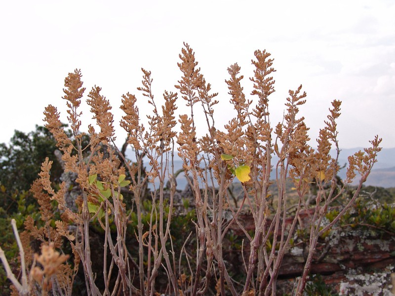 Coleus leemannii photo 2