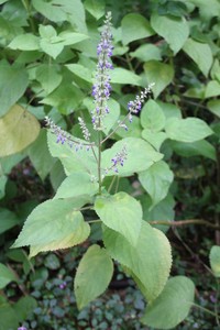 Common Coleus