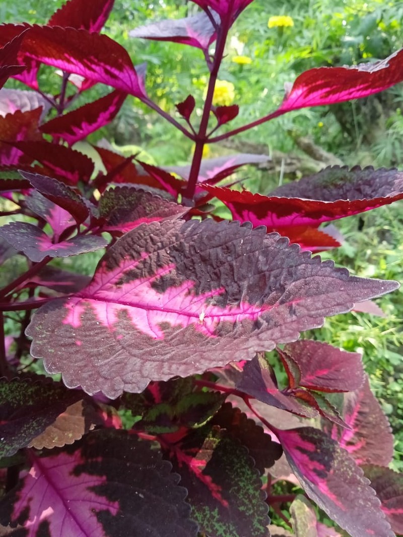 Common Coleus photo 5