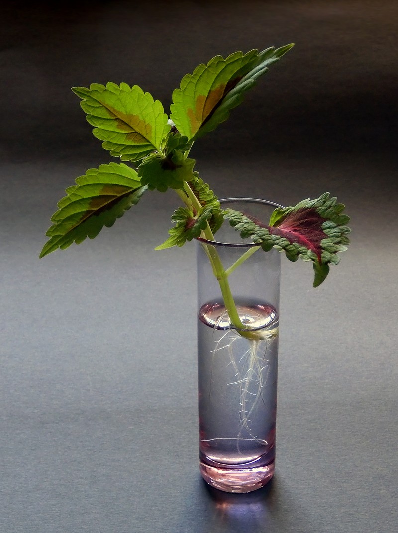 Common Coleus photo 6