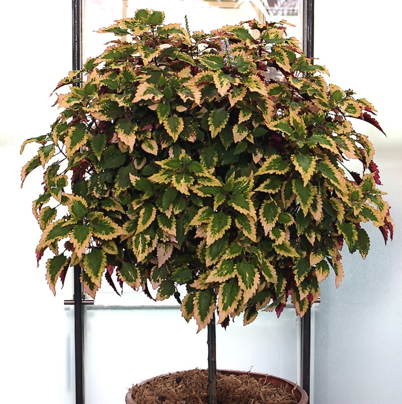 Common Coleus photo 7