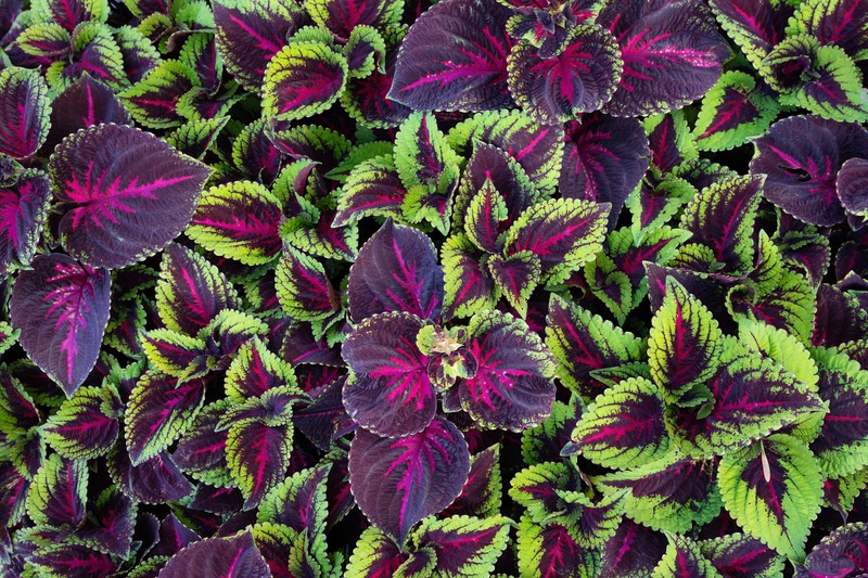 Common Coleus photo 8