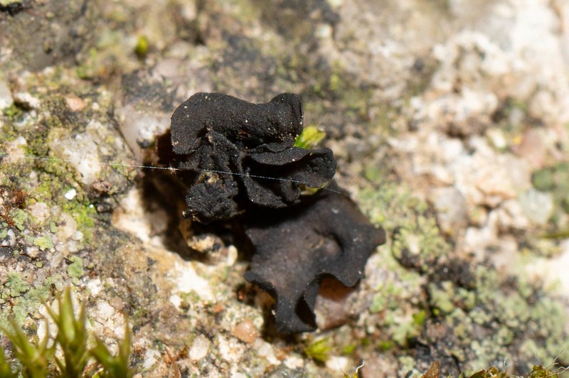 Jelly Lichen