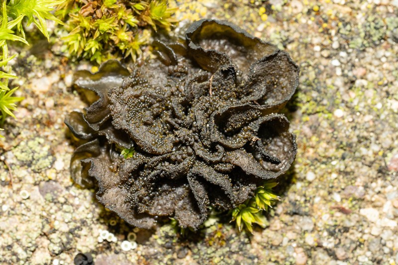 Jelly Lichen photo 2