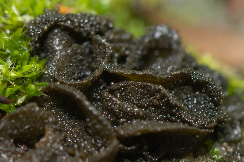 Jelly Lichen photo 3