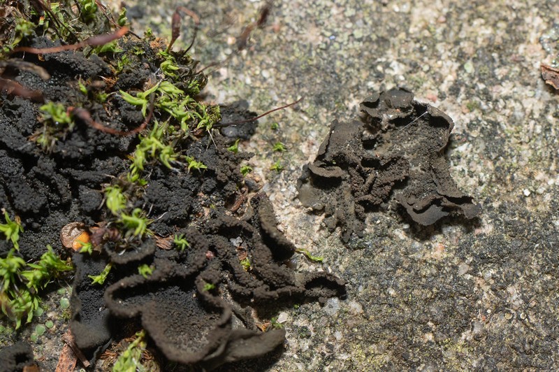 Jelly Lichen photo 4