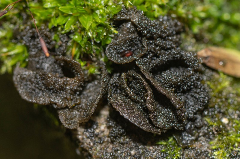 Jelly Lichen photo 5
