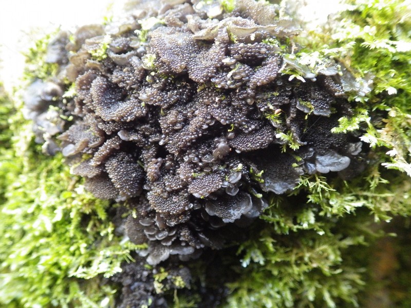 Jelly Lichen photo 6