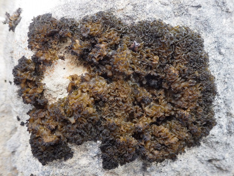 Jelly Lichen photo 7