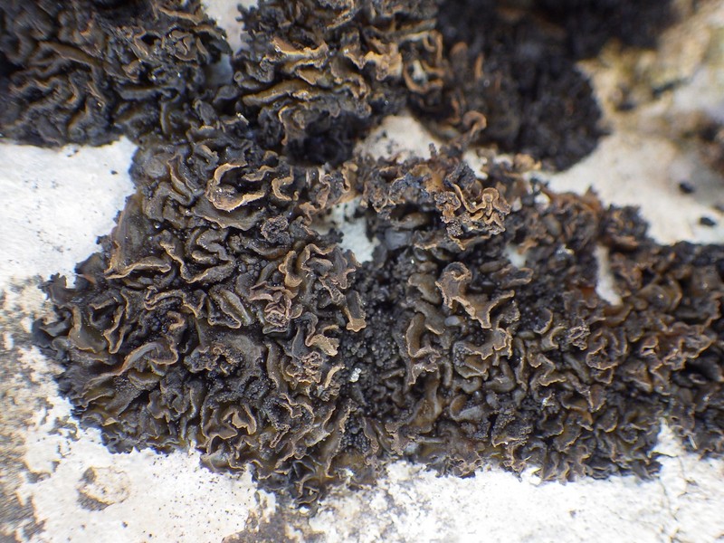 Jelly Lichen photo 8