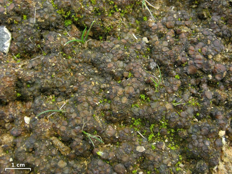 Bachman's Jelly Lichen