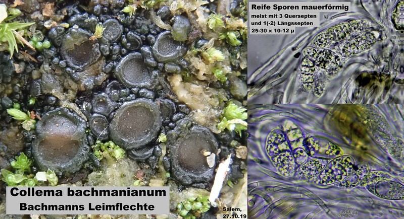 Bachman's Jelly Lichen